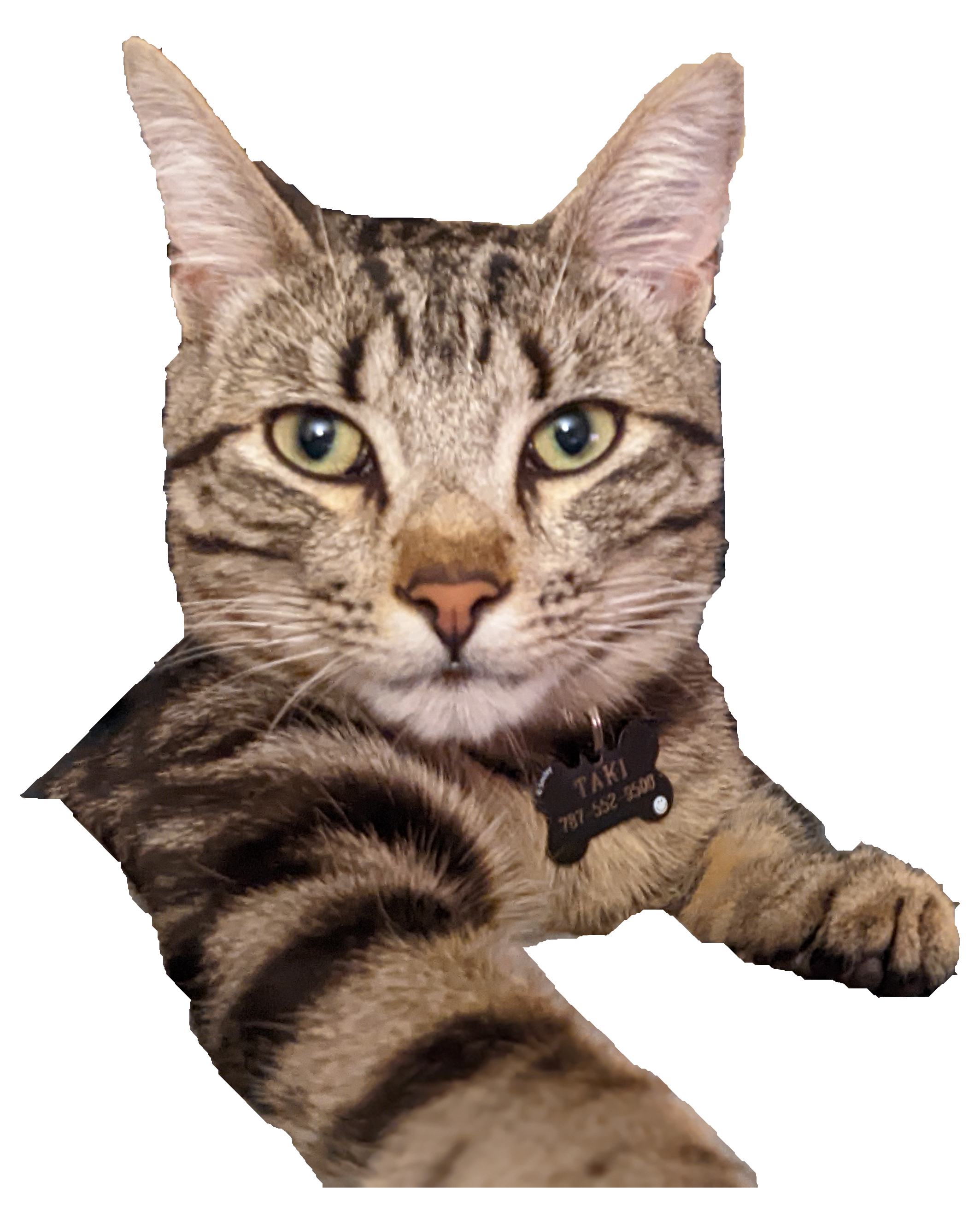 diamond caliber gato control mind